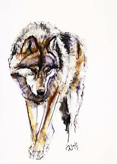 European Wolf od Mark  Adlington