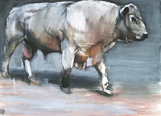 Fresno, Galloway Bull od Mark  Adlington