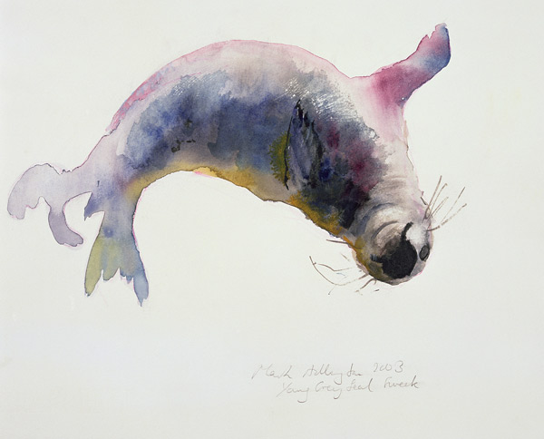 Young grey seal, Gweek od Mark  Adlington