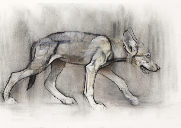 Lean Pup (Arabian Wolf) od Mark  Adlington