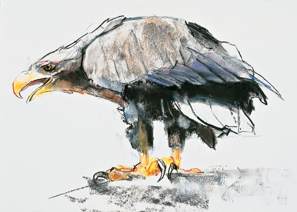 White tailed Sea Eagle od Mark  Adlington