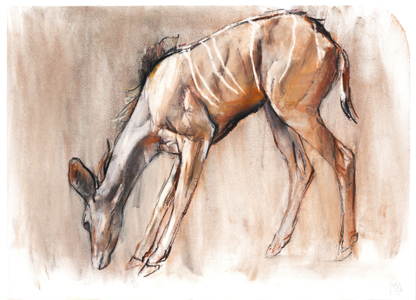 Young Kudu, Loisaba od Mark  Adlington