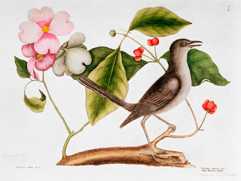 Dogwood: Cornus florida and Mocking Bird from the "Natural History of Carolina" (1730-48) od Mark Catesby