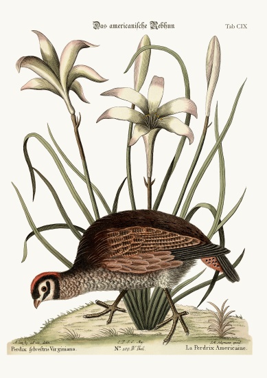 The American Partridge od Mark Catesby