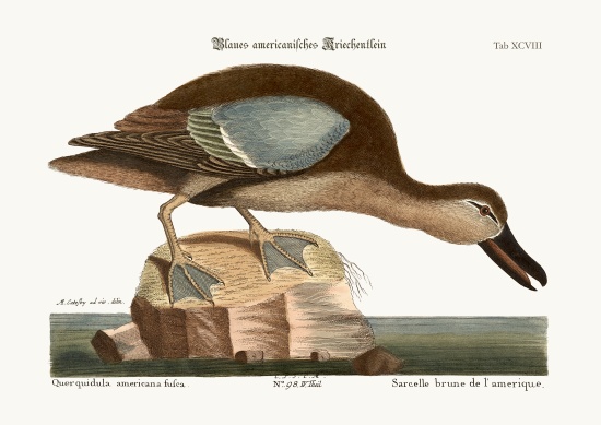 The Blue-wing Teal od Mark Catesby