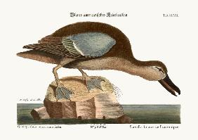 The Blue-wing Teal