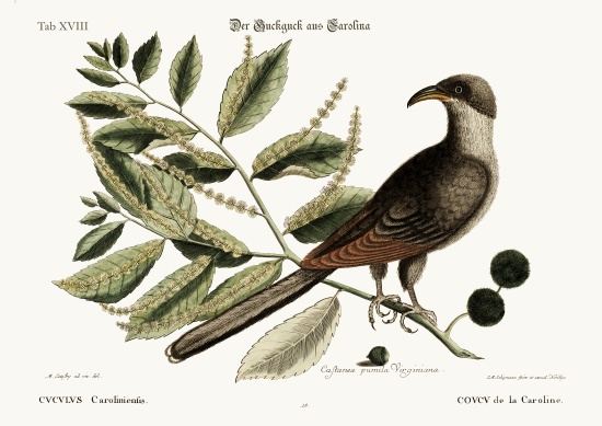 The Cuckow of Carolina od Mark Catesby