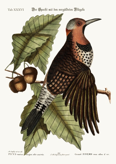 The gold-winged Woodpecker od Mark Catesby