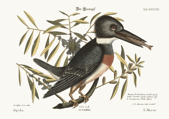 The Kingfisher od Mark Catesby