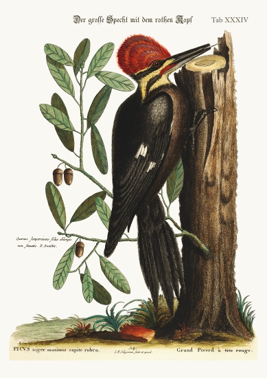 The larger red-crested Woodpecker od Mark Catesby