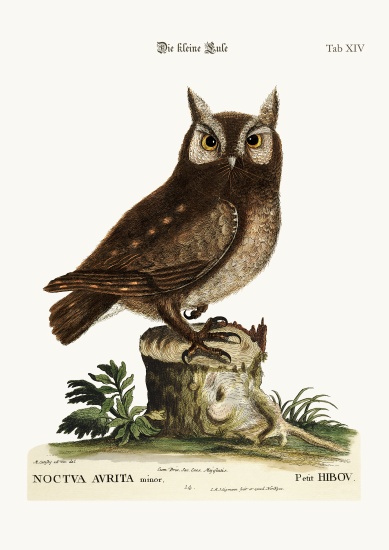 The little Owl od Mark Catesby
