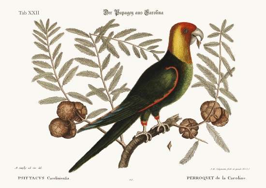 The Parrot of Carolina od Mark Catesby