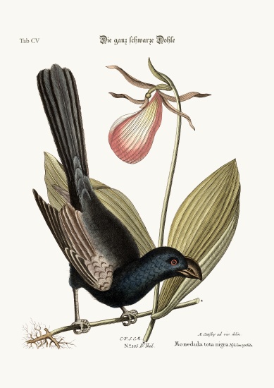 The Razor-billed Black-bird of Jamaica od Mark Catesby