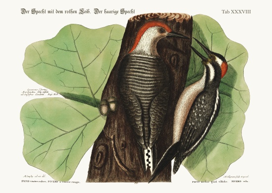 The red-bellied Woodpecker. The hairy Woodpecker. od Mark Catesby