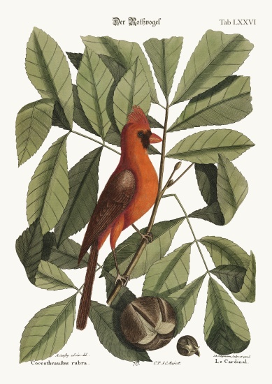 The Red Bird od Mark Catesby