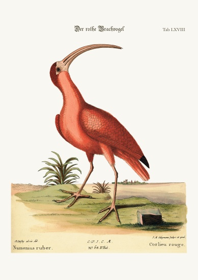 The red Curlew od Mark Catesby