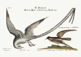 The Tropick Bird. The Storm-Finck or Pittrel