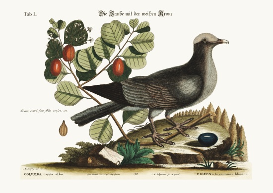 The white-crowned Pigeon od Mark Catesby