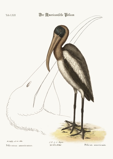 The Wood Pelican od Mark Catesby