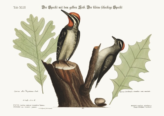 The yellow-bellied Woodpecker. The smallest spotted Woodpecker od Mark Catesby