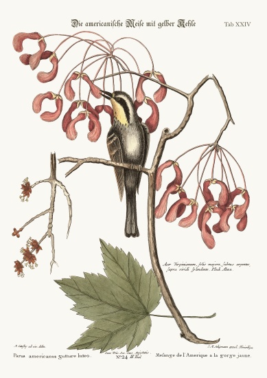 The yellow-throated Creeper od Mark Catesby