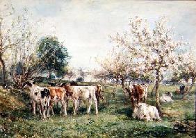 Calves in a Cherry Orchard