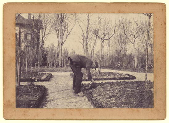 Gustave Caillebotte (1848-94) gardening at Petit Gennevilliers, February 1892 (b/w photo) od Martial Caillebotte