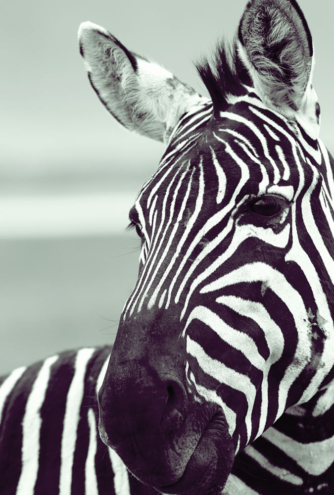 Zebra (3) od Lucas Martin