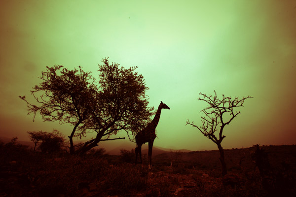 žirafa (1) od Lucas Martin