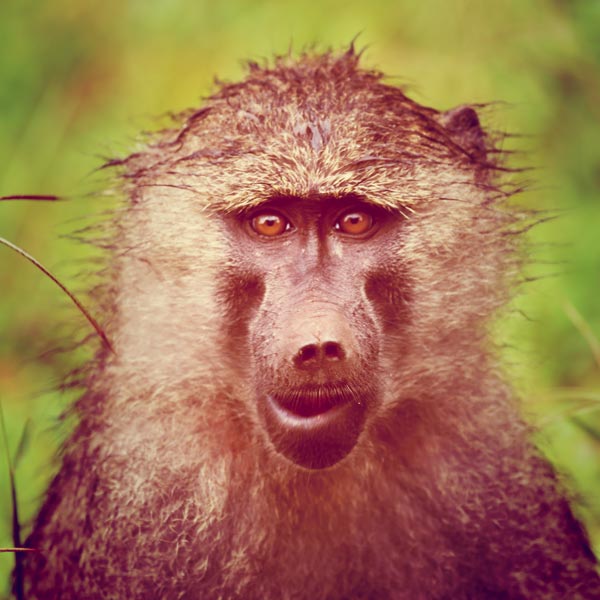 Monkey (1) od Lucas Martin