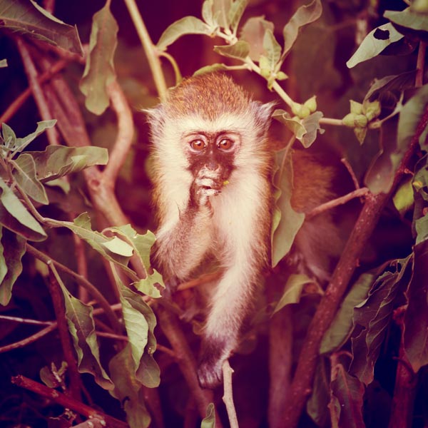 Monkey (2) od Lucas Martin