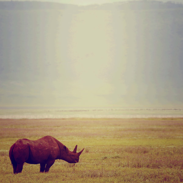 nosorožec od Lucas Martin