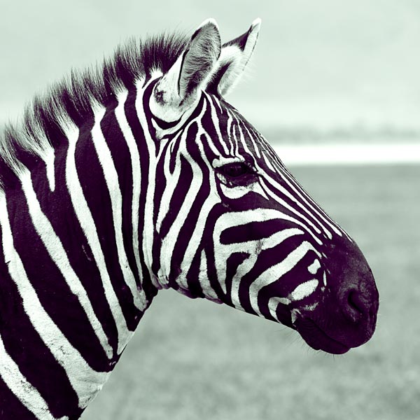 Zebra (1) od Lucas Martin