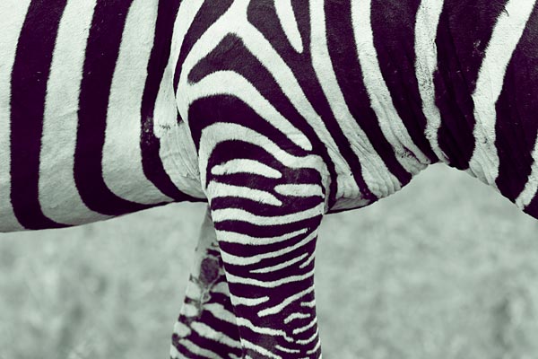 Zebra (2) od Lucas Martin