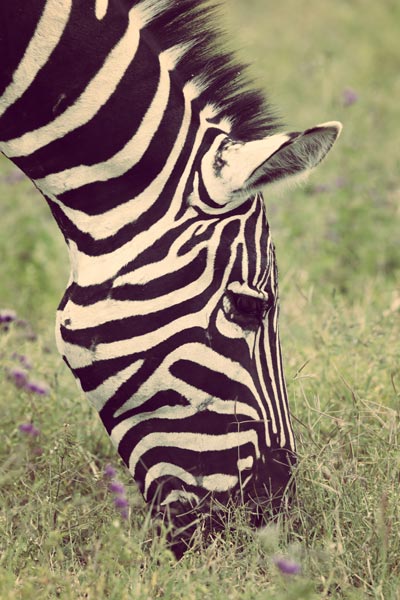Zebra (4) od Lucas Martin