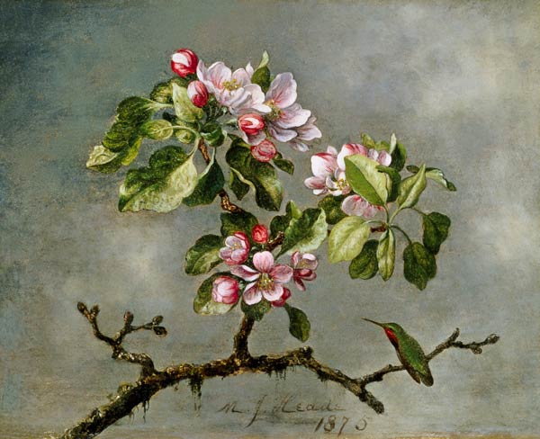 Apple Blossoms and a Hummingbird od Martin Johnson Heade