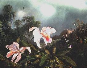Jungle orchids and hummingbirds