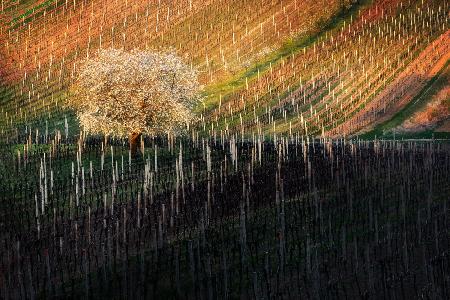 Tree in Moravian Tuscany