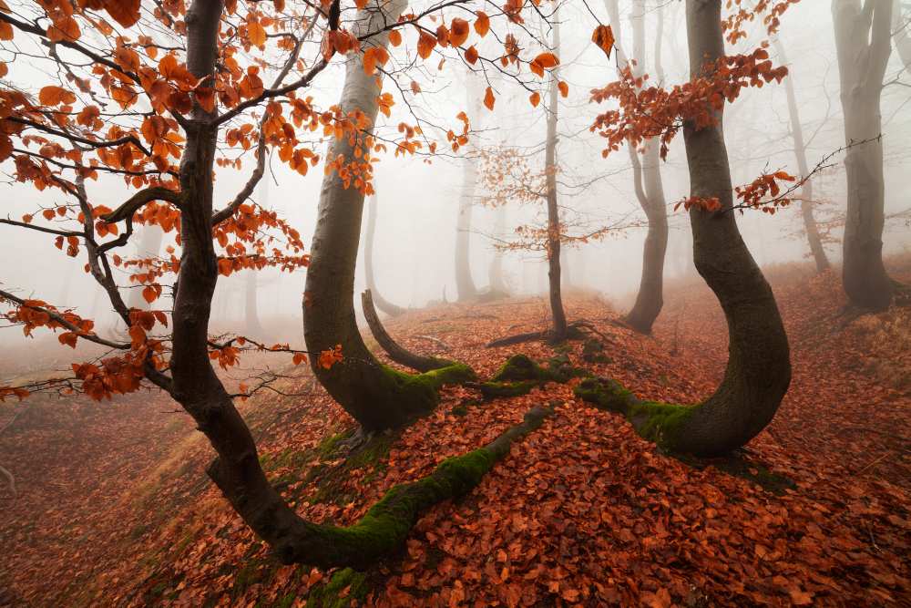 Fairytale Forest od Martin Rak