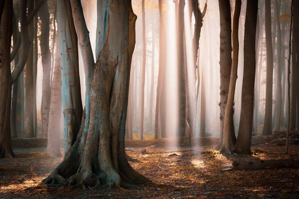Licht im Wald od Martin Wasilewski