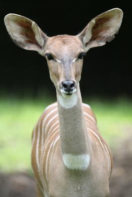 Kleiner Kudu od Martina Berg