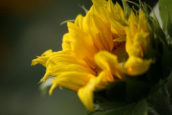 Sonnenblume od Martina Berg