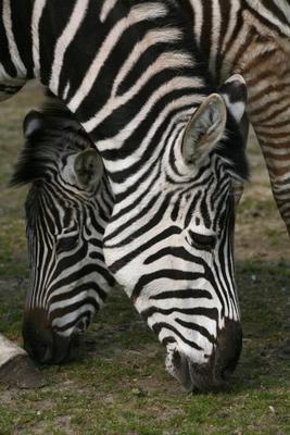 Zebras od Martina Berg
