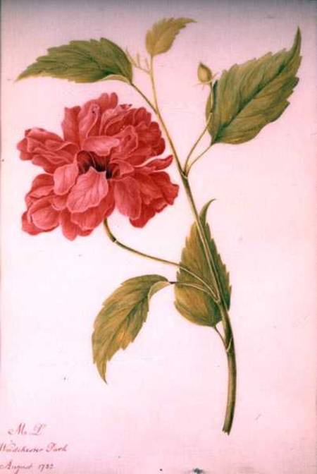 Peony Style Flower od Mary Granville Delany