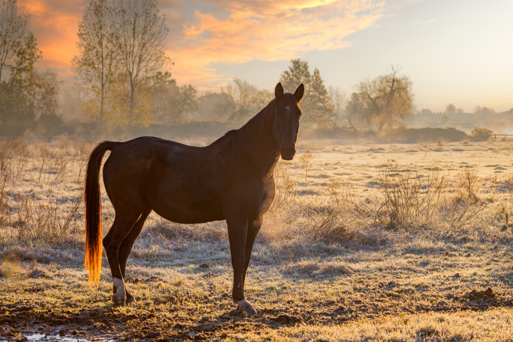 Horse at sunrise od Massimo Chiodini