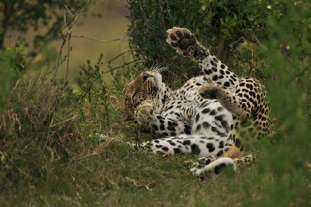 A leopard in Mara Triangle