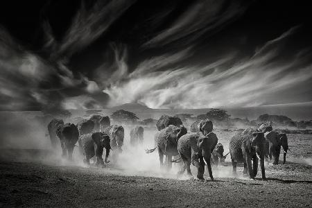 The sky, the dust and the Elephants