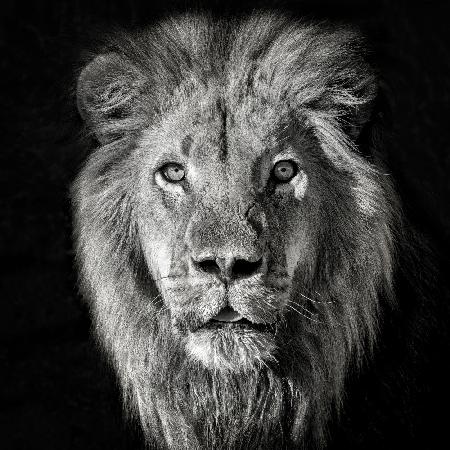 Lion Portrait- Panthera Leo