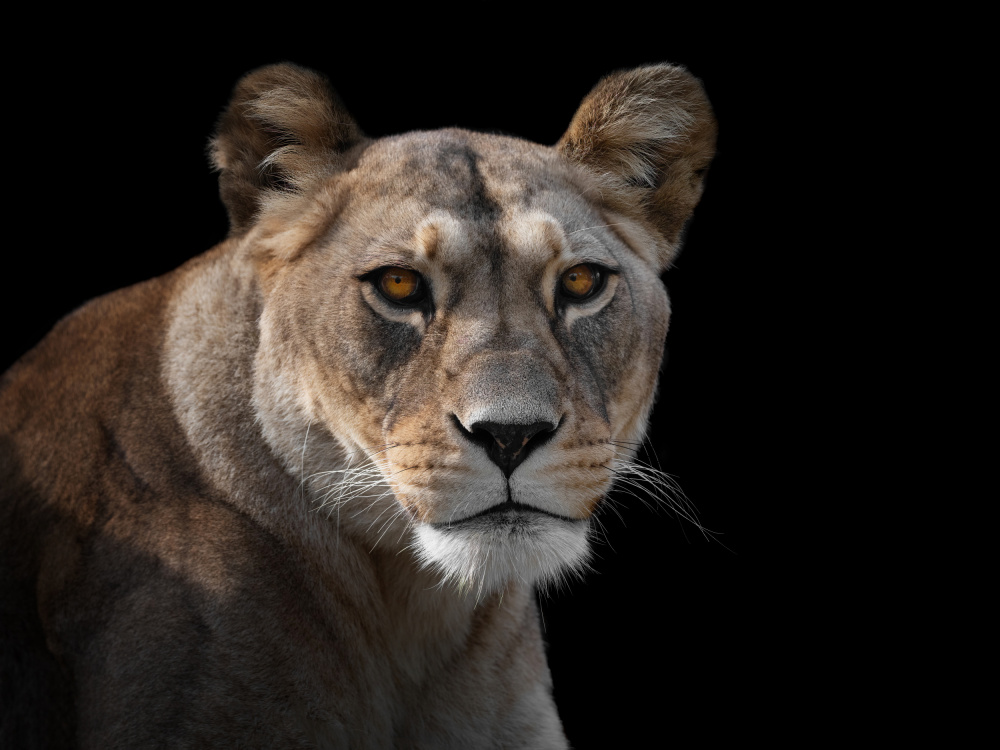Lioness Portrait od Mathilde Guillemot