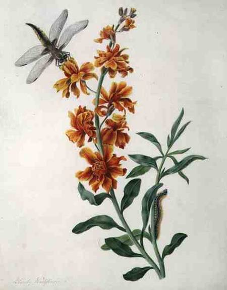 Erysium Cheiri with Dragonfly and Caterpillar (w/c and gouache over pencil on vellum) od Matilda Conyers